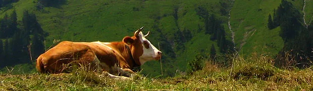 typisch Schweiz Erleben